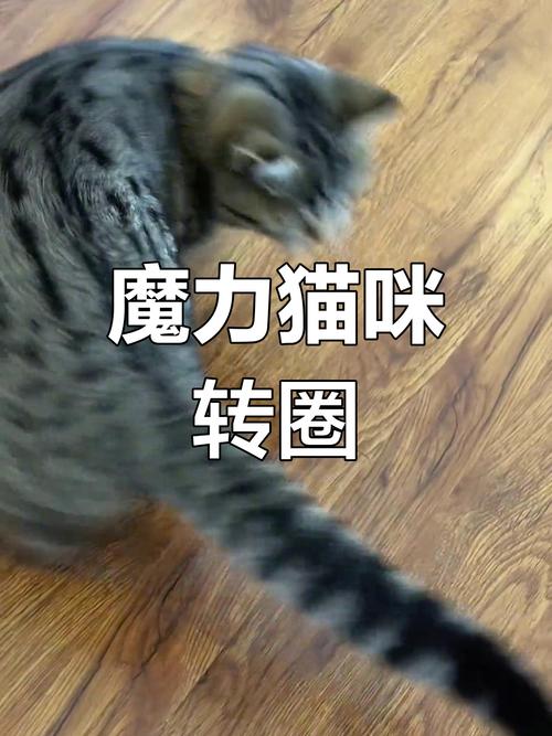 猫咪转圈会晕吗,猫转圈晕了-第1张图片-后鲨宠物 猫咪转圈会晕吗,猫转圈晕了-第1张图片-后鲨宠物
