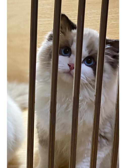 猫咪转圈会晕吗,猫转圈晕了-第2张图片-后鲨宠物 猫咪转圈会晕吗,猫转圈晕了-第2张图片-后鲨宠物