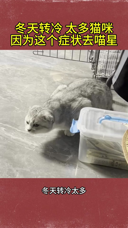 猫咪转圈会晕吗,猫转圈晕了-第3张图片-后鲨宠物 猫咪转圈会晕吗,猫转圈晕了-第3张图片-后鲨宠物