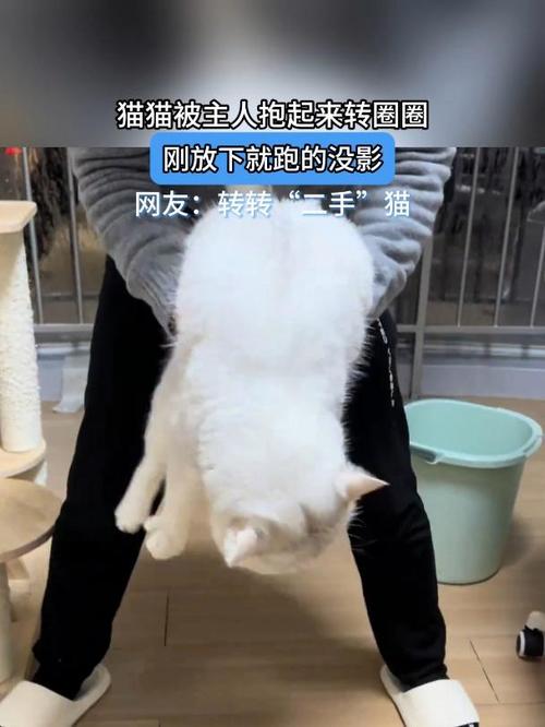猫咪转圈会晕吗,猫转圈晕了-第4张图片-后鲨宠物 猫咪转圈会晕吗,猫转圈晕了-第4张图片-后鲨宠物