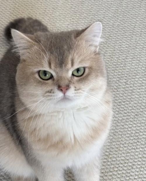 怎样让猫咪发腮_怎样让家猫发腮-第5张图片-后鲨宠物 怎样让猫咪发腮_怎样让家猫发腮-第5张图片-后鲨宠物