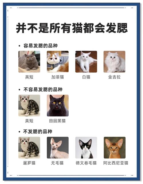 怎样让猫咪发腮_怎样让家猫发腮-第6张图片-后鲨宠物 怎样让猫咪发腮_怎样让家猫发腮-第6张图片-后鲨宠物