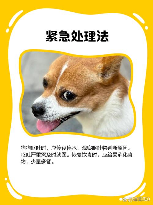 狗狗呕吐怎么办最有效,狗狗呕吐会自愈吗?-第2张图片-后鲨宠物 狗狗呕吐怎么办最有效,狗狗呕吐会自愈吗?-第2张图片-后鲨宠物