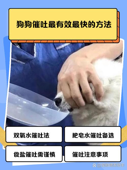 狗狗呕吐怎么办最有效,狗狗呕吐会自愈吗?-第3张图片-后鲨宠物 狗狗呕吐怎么办最有效,狗狗呕吐会自愈吗?-第3张图片-后鲨宠物