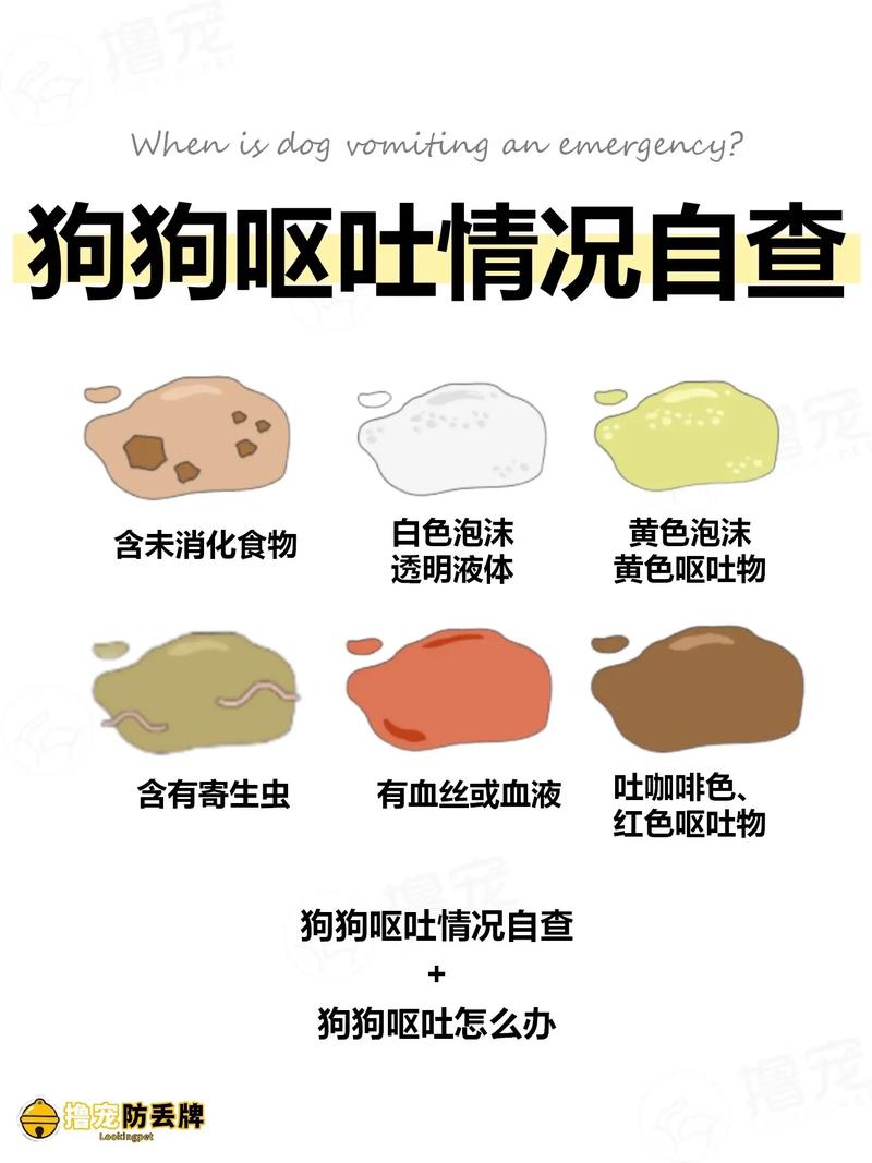 狗狗呕吐怎么办最有效,狗狗呕吐会自愈吗?-第4张图片-后鲨宠物 狗狗呕吐怎么办最有效,狗狗呕吐会自愈吗?-第4张图片-后鲨宠物