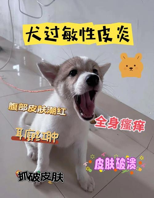  狗狗过敏怎么办，对狗狗过敏怎么办最有效的方法