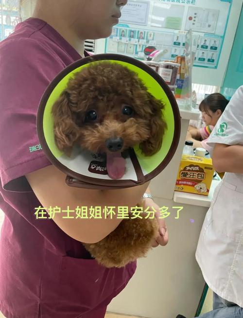 狗狗绝育后需要注意什么，狗狗绝育需要注意什么?？