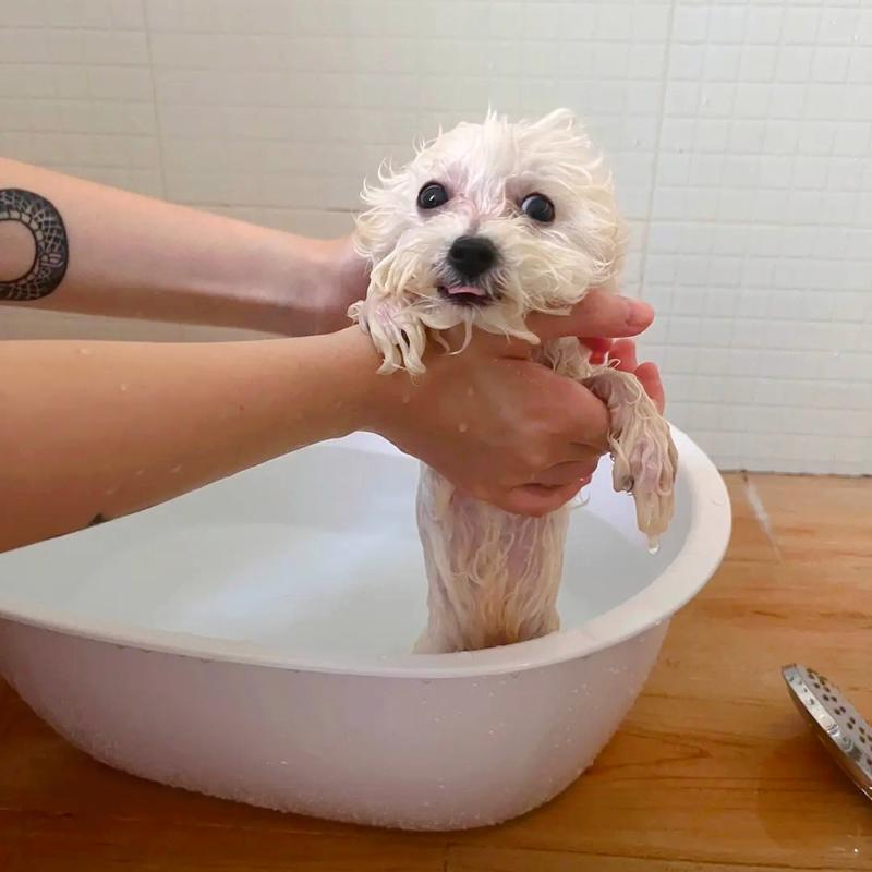 3个月的狗狗能洗澡吗,三个月大的狗狗能洗澡吗?-第3张图片-后鲨宠物 3个月的狗狗能洗澡吗,三个月大的狗狗能洗澡吗?-第3张图片-后鲨宠物