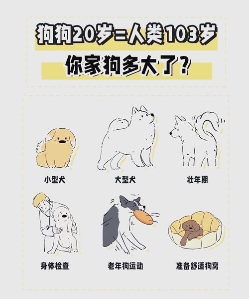 狗狗几岁算老年,狗狗几岁属于老年?-第1张图片-后鲨宠物 狗狗几岁算老年,狗狗几岁属于老年?-第1张图片-后鲨宠物