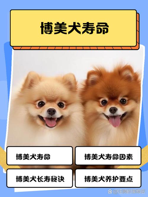 狗狗几岁算老年,狗狗几岁属于老年?-第3张图片-后鲨宠物 狗狗几岁算老年,狗狗几岁属于老年?-第3张图片-后鲨宠物