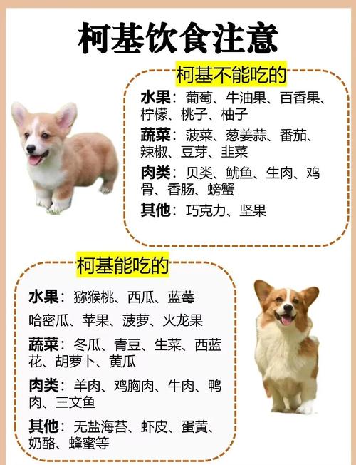 狗狗吃甜食的危害,狗狗吃甜食会怎样?-第1张图片-后鲨宠物 狗狗吃甜食的危害,狗狗吃甜食会怎样?-第1张图片-后鲨宠物