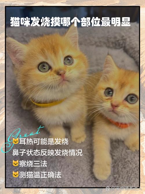 猫咪发烧摸哪个部位最明显,猫咪发烧最明显的症状是什么?-第1张图片-后鲨宠物 猫咪发烧摸哪个部位最明显,猫咪发烧最明显的症状是什么?-第1张图片-后鲨宠物