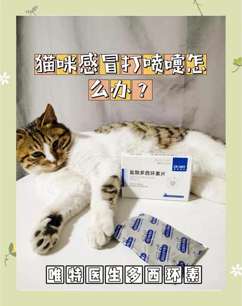 猫咪咳嗽打喷嚏,猫咪咳嗽打喷嚏甩出浓稠鼻涕?-第4张图片-后鲨宠物 猫咪咳嗽打喷嚏,猫咪咳嗽打喷嚏甩出浓稠鼻涕?-第4张图片-后鲨宠物
