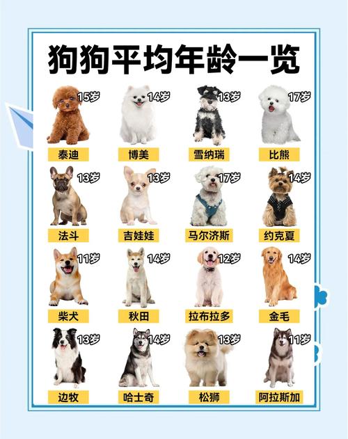 狗狗得了细小能活多久,狗狗得了细小可以活多久-第5张图片-后鲨宠物 狗狗得了细小能活多久,狗狗得了细小可以活多久-第5张图片-后鲨宠物