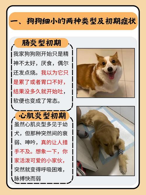 狗狗得了细小能活多久,狗狗得了细小可以活多久-第6张图片-后鲨宠物 狗狗得了细小能活多久,狗狗得了细小可以活多久-第6张图片-后鲨宠物