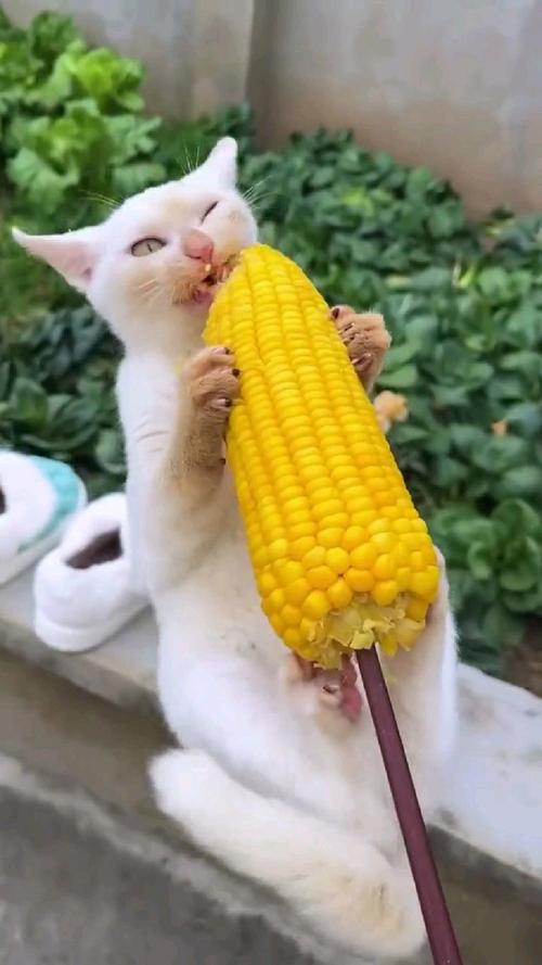 猫猫可以吃玉米吗,猫猫可以吃玉米吗熟的?-第1张图片-后鲨宠物 猫猫可以吃玉米吗,猫猫可以吃玉米吗熟的?-第1张图片-后鲨宠物