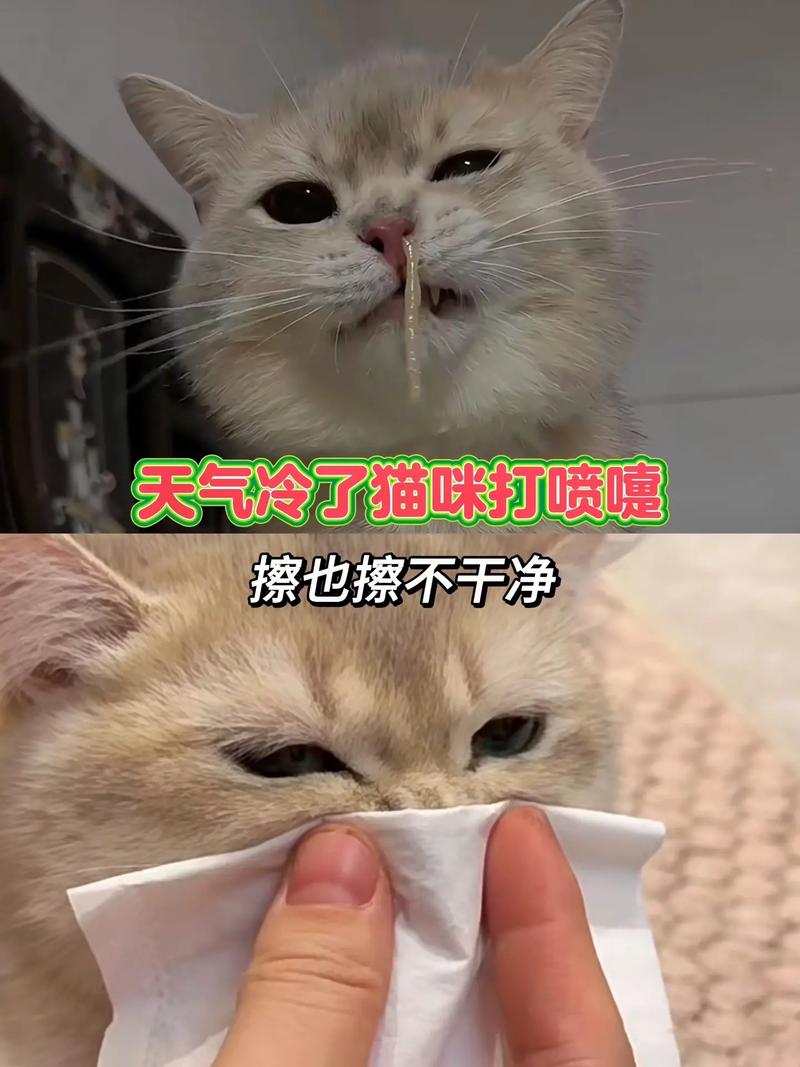 猫咪打喷嚏是怎么回事,猫咪打喷嚏是怎么回事?-第5张图片-后鲨宠物 猫咪打喷嚏是怎么回事,猫咪打喷嚏是怎么回事?-第5张图片-后鲨宠物