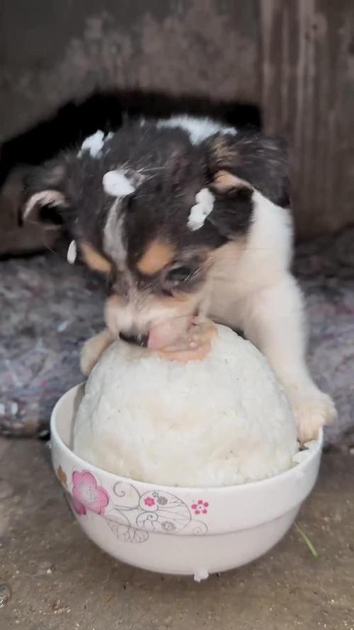 狗狗能吃米饭掺狗粮吗_狗狗能不能吃米饭拌狗粮-第5张图片-后鲨宠物 狗狗能吃米饭掺狗粮吗_狗狗能不能吃米饭拌狗粮-第5张图片-后鲨宠物