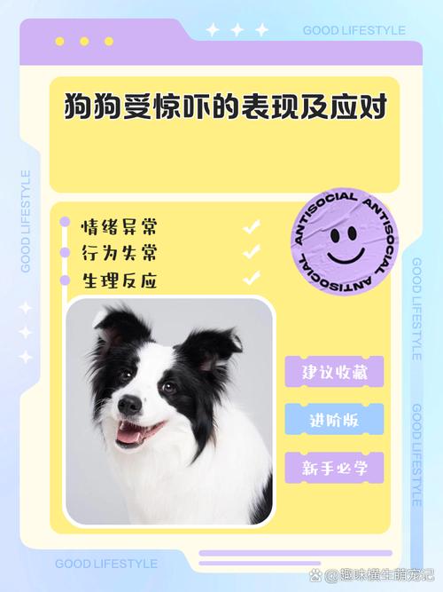 怎么判断狗狗受惊吓了_狗狗受到惊吓该怎么办-第1张图片-后鲨宠物 怎么判断狗狗受惊吓了_狗狗受到惊吓该怎么办-第1张图片-后鲨宠物