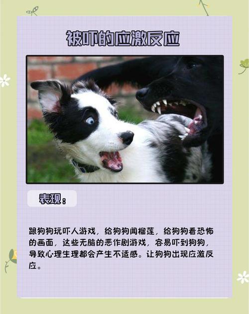 怎么判断狗狗受惊吓了_狗狗受到惊吓该怎么办-第4张图片-后鲨宠物 怎么判断狗狗受惊吓了_狗狗受到惊吓该怎么办-第4张图片-后鲨宠物