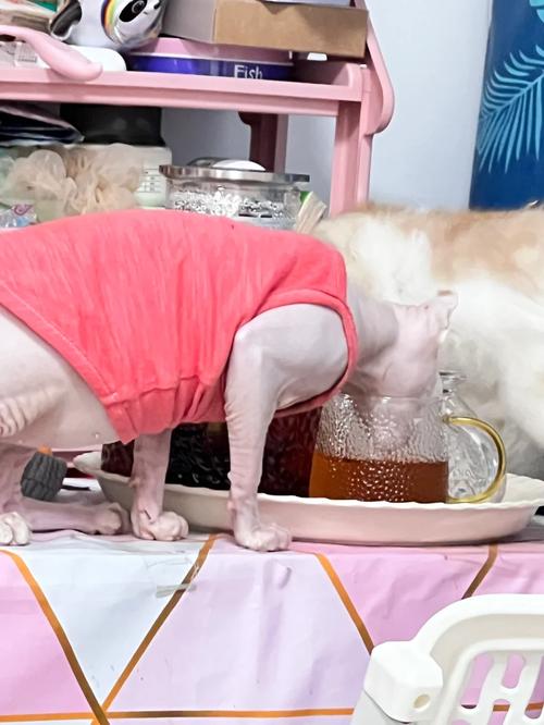 猫咪能喝茶水吗_猫咪能喝茶么-第1张图片-后鲨宠物 猫咪能喝茶水吗_猫咪能喝茶么-第1张图片-后鲨宠物