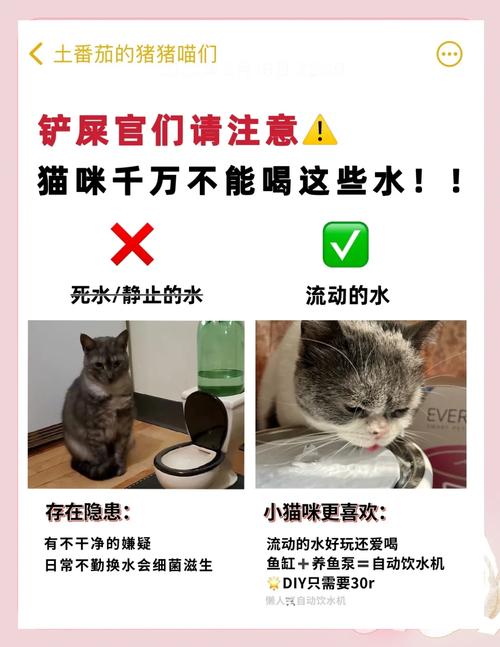 猫咪能喝茶水吗_猫咪能喝茶么-第3张图片-后鲨宠物 猫咪能喝茶水吗_猫咪能喝茶么-第3张图片-后鲨宠物