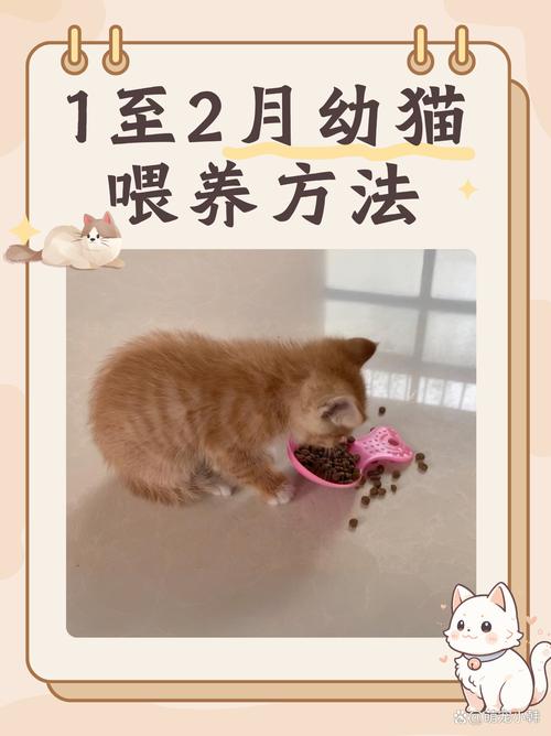 小猫咪可以喝奶粉吗,小猫咪可以喝奶粉吗一天几次-第2张图片-后鲨宠物 小猫咪可以喝奶粉吗,小猫咪可以喝奶粉吗一天几次-第2张图片-后鲨宠物
