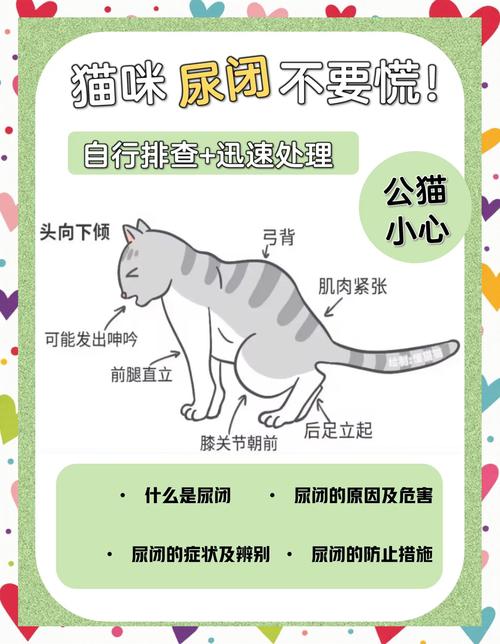 猫咪不排尿怎么办_公猫尿闭怎么刺激排尿-第3张图片-后鲨宠物 猫咪不排尿怎么办_公猫尿闭怎么刺激排尿-第3张图片-后鲨宠物