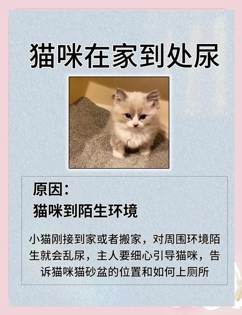 猫咪不排尿怎么办_公猫尿闭怎么刺激排尿-第5张图片-后鲨宠物 猫咪不排尿怎么办_公猫尿闭怎么刺激排尿-第5张图片-后鲨宠物