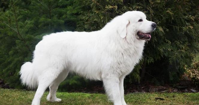 怎样训练狗狗不咬人_怎样训练狗不咬人 不护食-第2张图片-后鲨宠物