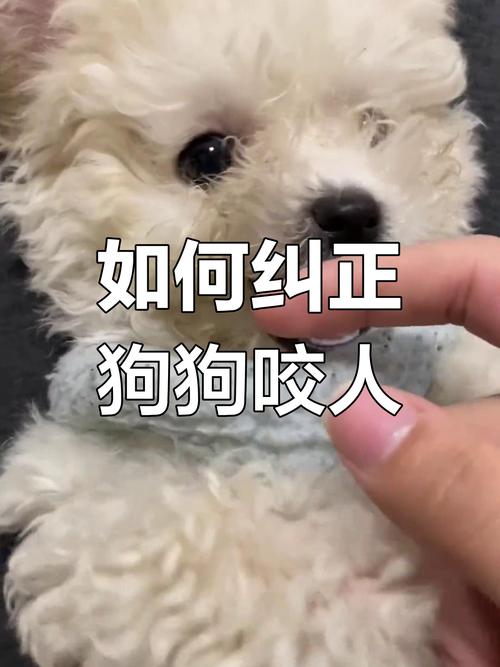 怎样训练狗狗不咬人_怎样训练狗不咬人 不护食-第3张图片-后鲨宠物