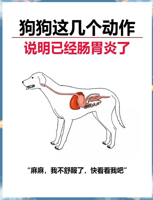 狗狗急性肠胃炎的症状,狗狗急性肠胃炎的症状是什么?-第2张图片-后鲨宠物 狗狗急性肠胃炎的症状,狗狗急性肠胃炎的症状是什么?-第2张图片-后鲨宠物