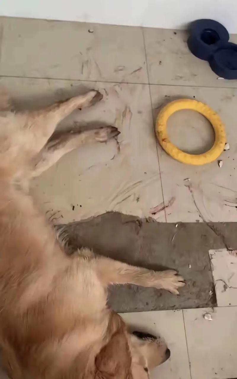 狗狗寄养会不会伤心_狗狗寄养会不会伤心流泪-第5张图片-后鲨宠物