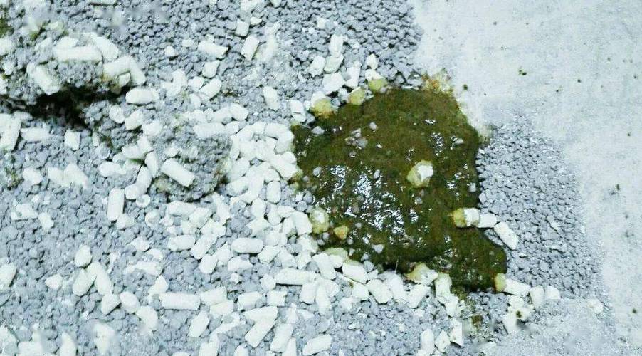 猫咪拉绿色的屎,猫咪拉绿色的屎带血-第1张图片-后鲨宠物 猫咪拉绿色的屎,猫咪拉绿色的屎带血-第1张图片-后鲨宠物