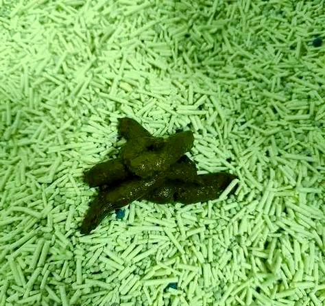 猫咪拉绿色的屎,猫咪拉绿色的屎带血-第2张图片-后鲨宠物 猫咪拉绿色的屎,猫咪拉绿色的屎带血-第2张图片-后鲨宠物