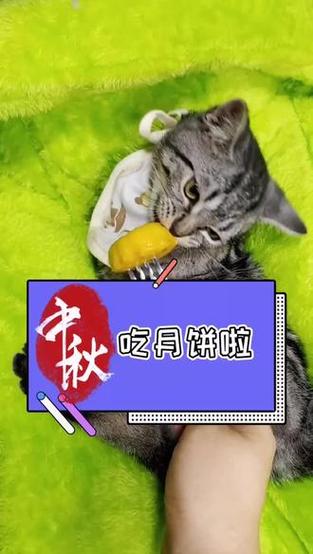 猫咪能吃月饼吗,猫咪能吃月饼吗会死吗?-第2张图片-后鲨宠物 猫咪能吃月饼吗,猫咪能吃月饼吗会死吗?-第2张图片-后鲨宠物