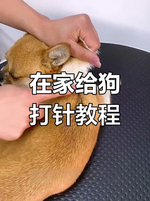 狗狗打针怎么打，狗打针一共要打几针？