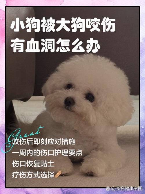 小狗狗被大狗咬伤了怎么办_小狗被大狗咬了会有什么后果-第2张图片-后鲨宠物