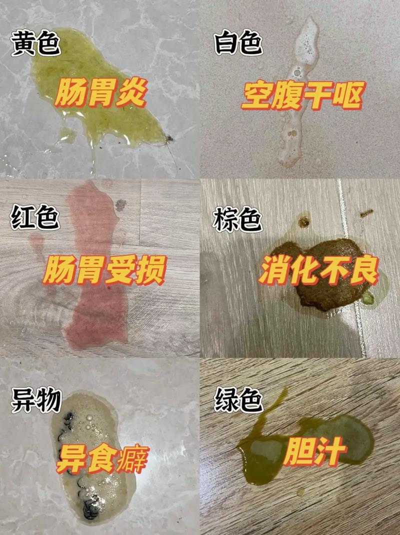 猫咪拉稀呕吐怎么办,猫咪拉稀又呕吐-第4张图片-后鲨宠物 猫咪拉稀呕吐怎么办,猫咪拉稀又呕吐-第4张图片-后鲨宠物