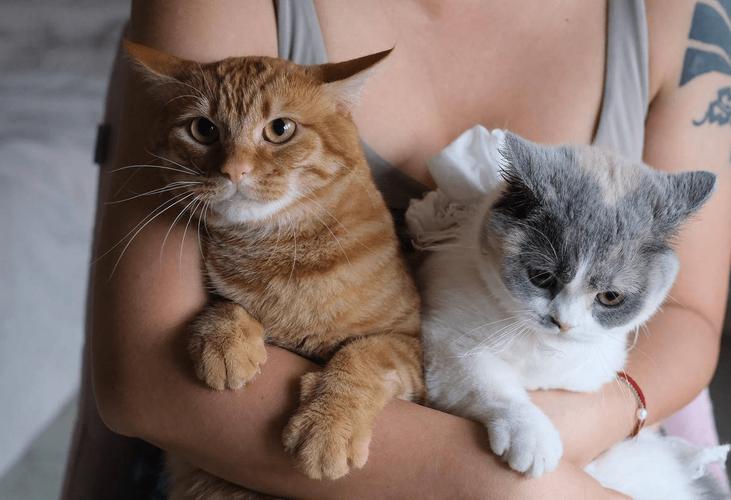 猫咪发情难受吗,猫咪发情会不会产生的烦躁-第3张图片-后鲨宠物 猫咪发情难受吗,猫咪发情会不会产生的烦躁-第3张图片-后鲨宠物