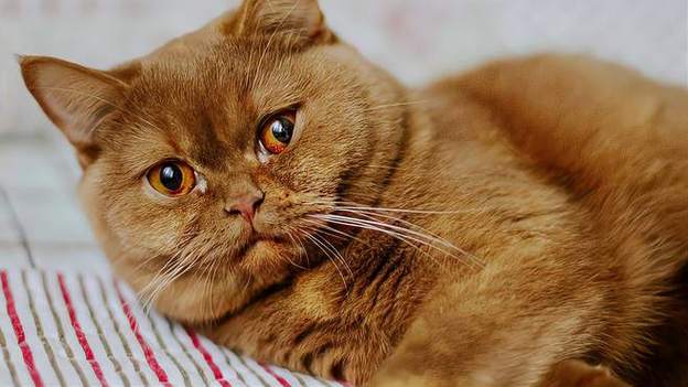 猫咪发情难受吗,猫咪发情会不会产生的烦躁-第4张图片-后鲨宠物 猫咪发情难受吗,猫咪发情会不会产生的烦躁-第4张图片-后鲨宠物