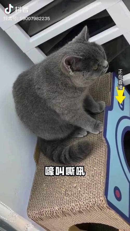 猫咪发情难受吗,猫咪发情会不会产生的烦躁-第5张图片-后鲨宠物 猫咪发情难受吗,猫咪发情会不会产生的烦躁-第5张图片-后鲨宠物