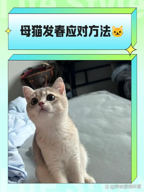 猫咪发情难受吗,猫咪发情会不会产生的烦躁-第6张图片-后鲨宠物 猫咪发情难受吗,猫咪发情会不会产生的烦躁-第6张图片-后鲨宠物