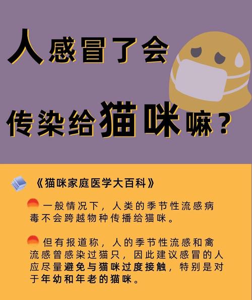 猫咪感冒会传染给人吗,猫感冒会传染吗给猫吗-第5张图片-后鲨宠物 猫咪感冒会传染给人吗,猫感冒会传染吗给猫吗-第5张图片-后鲨宠物