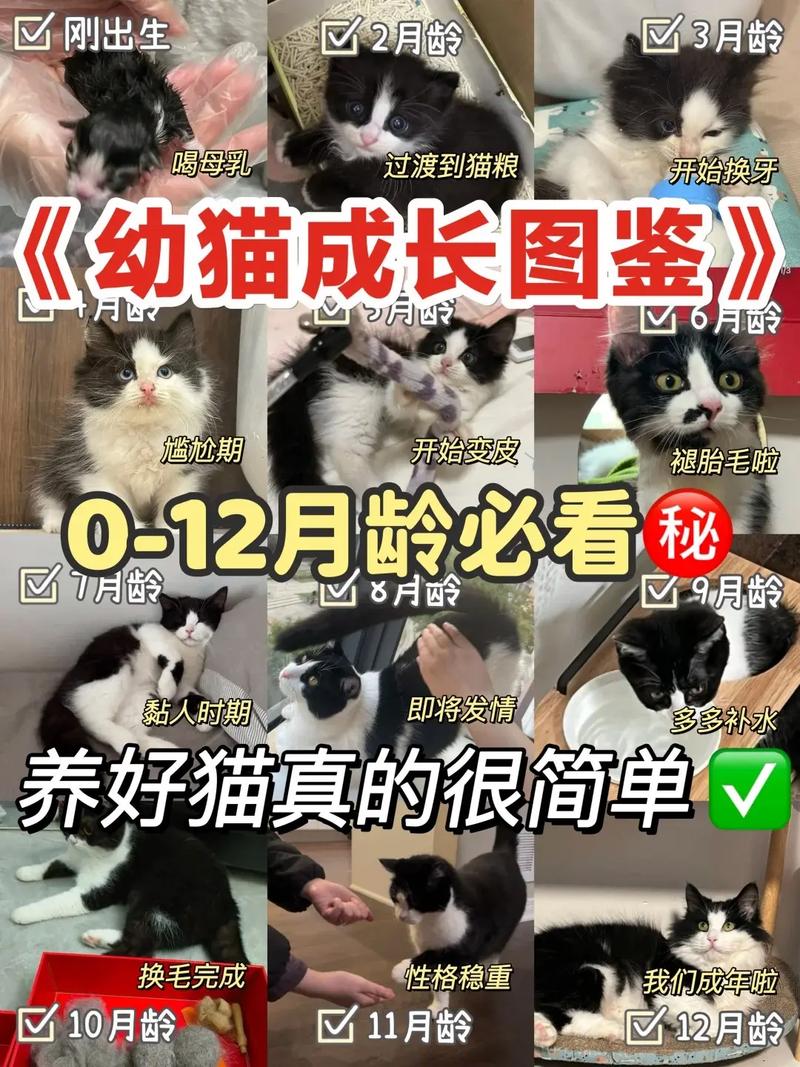 猫咪几个月就不长了,猫咪几个月开始不长了-第1张图片-后鲨宠物 猫咪几个月就不长了,猫咪几个月开始不长了-第1张图片-后鲨宠物