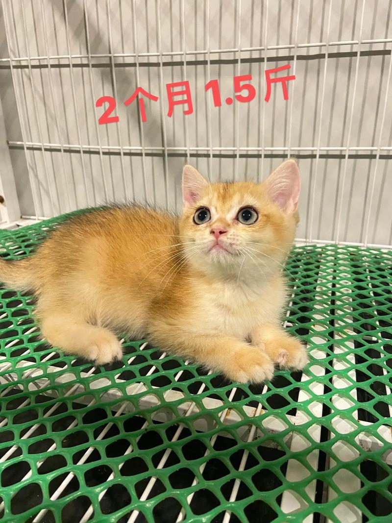 猫咪几个月就不长了,猫咪几个月开始不长了-第2张图片-后鲨宠物 猫咪几个月就不长了,猫咪几个月开始不长了-第2张图片-后鲨宠物