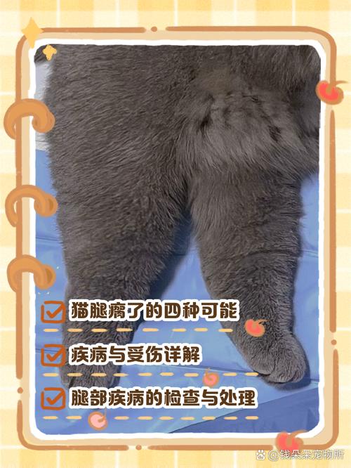 猫咪脚突然瘸了_猫咪脚突然瘸了又没有伤口-第2张图片-后鲨宠物 猫咪脚突然瘸了_猫咪脚突然瘸了又没有伤口-第2张图片-后鲨宠物