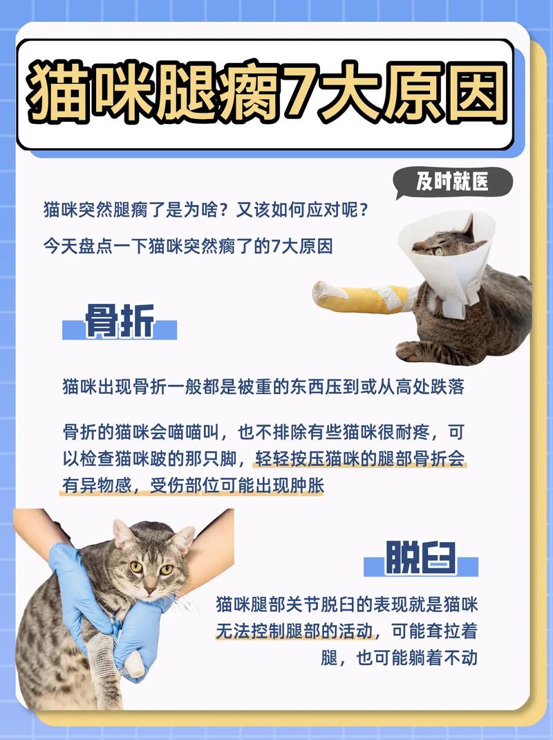 猫咪脚突然瘸了_猫咪脚突然瘸了又没有伤口-第3张图片-后鲨宠物 猫咪脚突然瘸了_猫咪脚突然瘸了又没有伤口-第3张图片-后鲨宠物