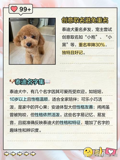 泰迪狗狗取名字大全，泰迪狗取个名字？-第4张图片-后鲨宠物