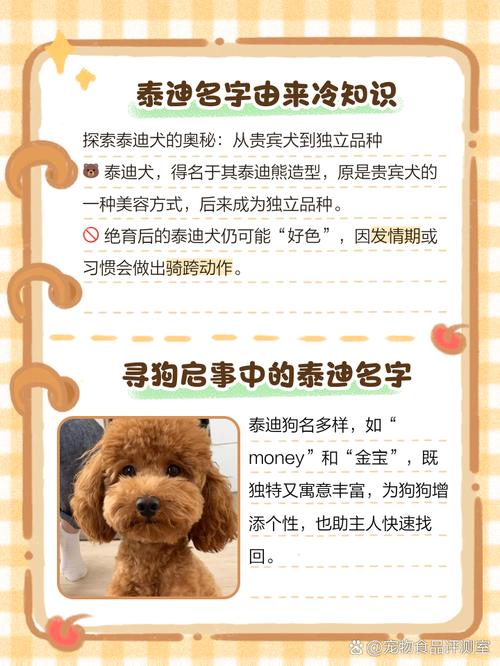 泰迪狗狗取名字大全，泰迪狗取个名字？-第6张图片-后鲨宠物